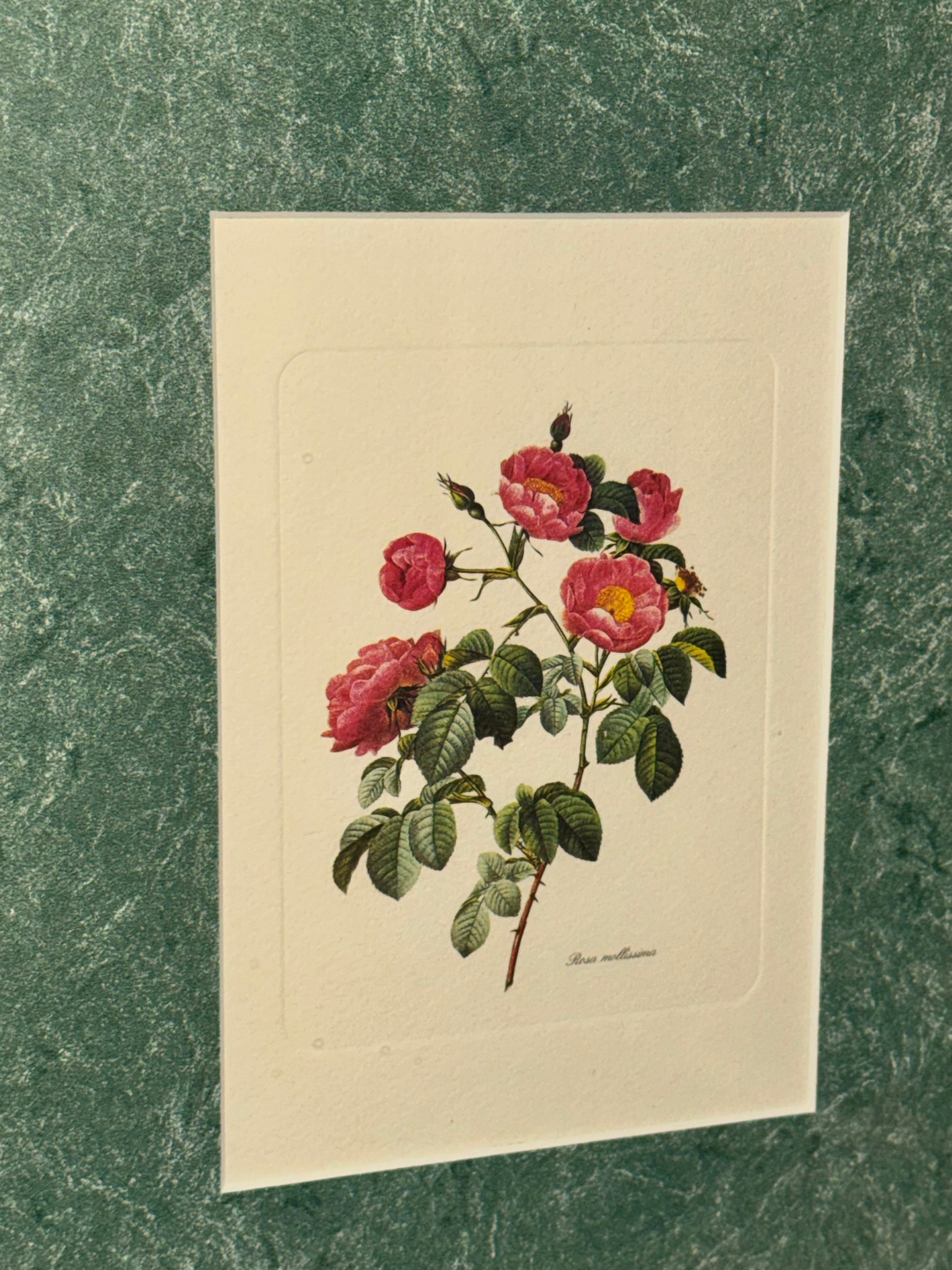 Vintage Framed Botanical Rose Print “Rosa mollissima”
