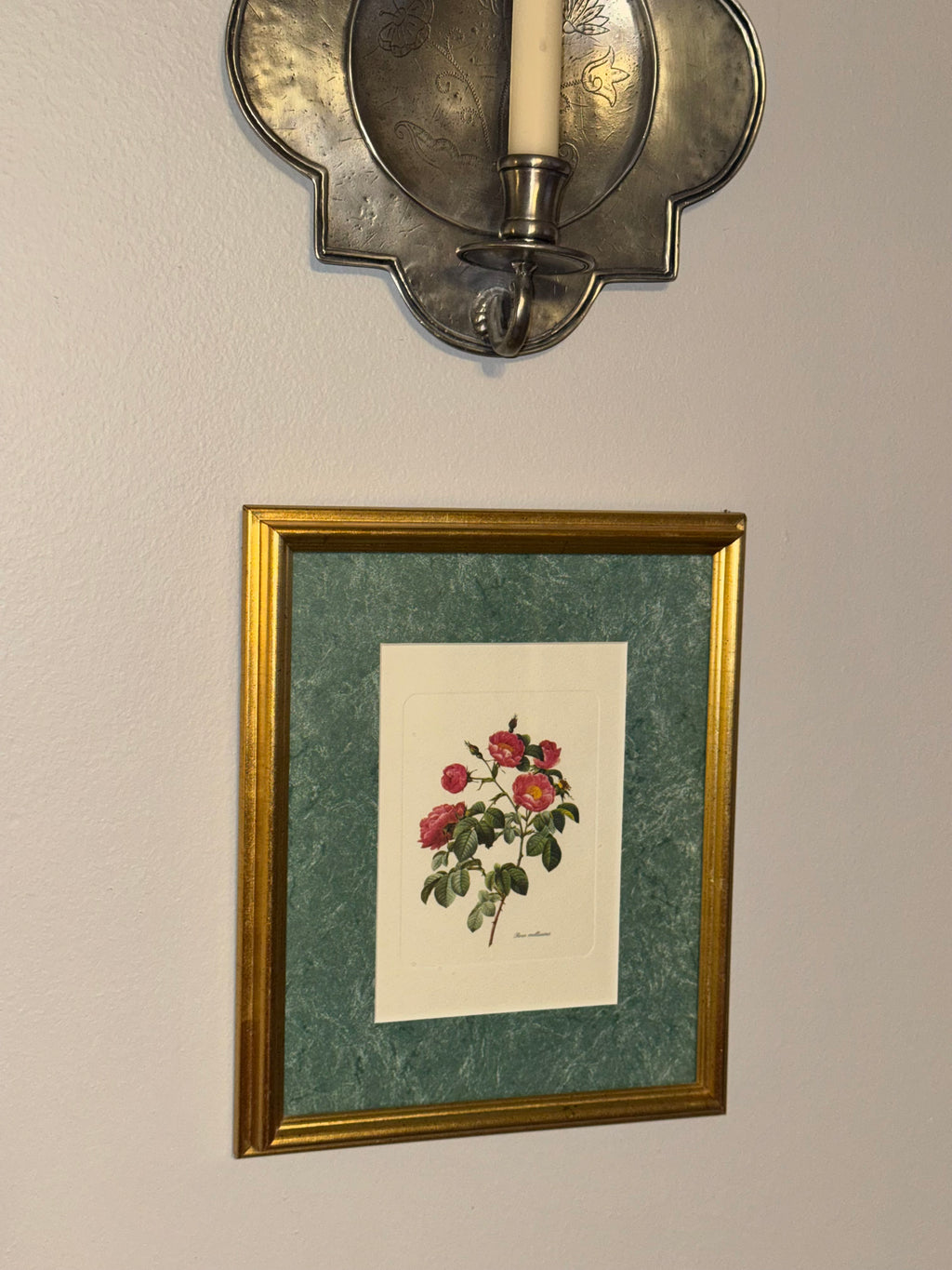 Vintage Framed Botanical Rose Print “Rosa mollissima”